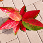 Aglaonéma (Aglanoema) ´CHILI RED’ - výška 15-20 cm, kont. C1L